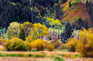 Aspen valley-1784 Aspen valley-1784